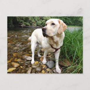 Gelbes Labrador Retriever Stattige Pose Postkarte