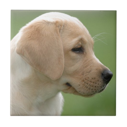 Gelbes Labrador Retriever Welpe Fliese (Vorderseite)