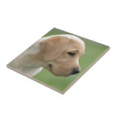 Gelbes Labrador Retriever Welpe Fliese (Seite)