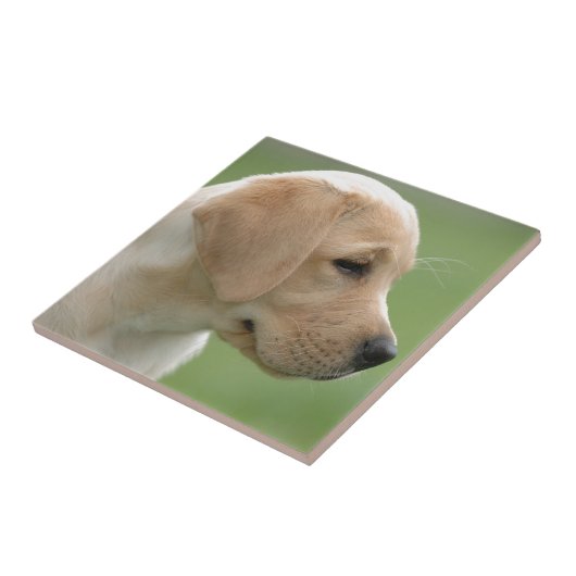 Gelbes Labrador Retriever Welpe Fliese (Seite)