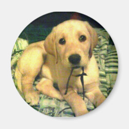 gelbes Labrador Retriever Welpe Magnet