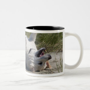 Gelbes Labrador retriever Zweifarbige Tasse