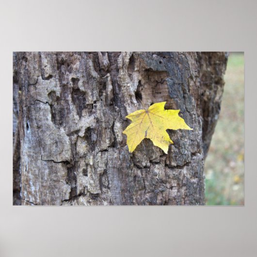 Gelbes Leaf auf Baumposter Poster (Vorne)