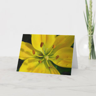Gelbes Lily Macro nach dem Regen Karte