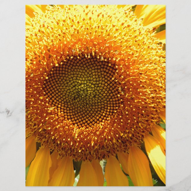 Gelbes Mammut-Sonnenblumen-Foto (Vorderseite)