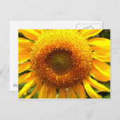 Gelbes Mammut-Sonnenblumen-Foto Postkarte (Vorne/Hinten)