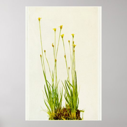 Gelbes Mit Augen Gras Poster (Vorne)