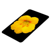 Gelbes Nasturtium-Premium-Magnet Magnet (Linke Seite)
