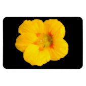 Gelbes Nasturtium-Premium-Magnet Magnet (Horizontal)