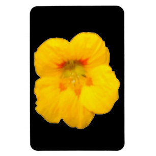 Gelbes Nasturtium-Premium-Magnet Magnet