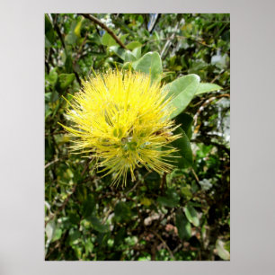 Gelbes Ohia Lehua Poster