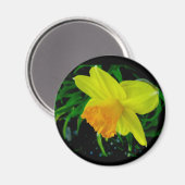 Gelbes Orangen-Daffodiemagnet Magnet (Vorderseite/Rückseite)