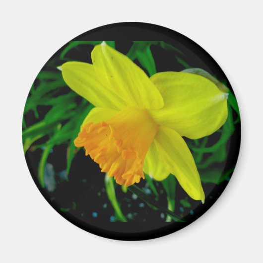 Gelbes Orangen-Daffodiemagnet Magnet (Vorne)