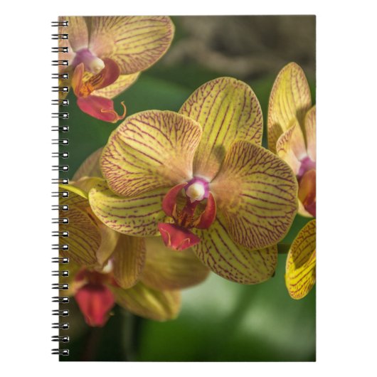 Gelbes Orchideennotizbuch Notizblock (Vorderseite)
