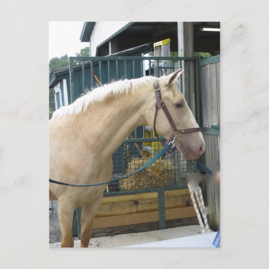 Gelbes Pferd Postkarte (Vorderseite)