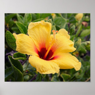 Gelbes Plakat der Hibiskus-Blumen- 