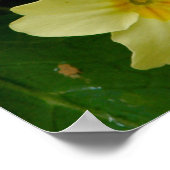 Gelbes Primula/Primrose Blume Print/Poster Poster (Ecke)