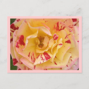 Gelbes Rosa Rosa Schlagzeug Blume Foto Postkarten