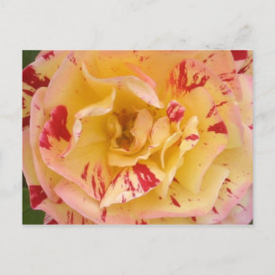 Gelbes Rosa Rosa Schlagzeug Blume Foto Postkarten