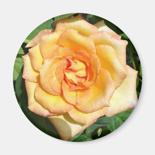 Gelbes Rose Foto Rundmagazin Magnet (Vorne)