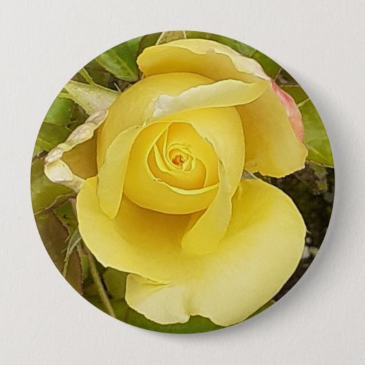 Gelbes Rosenknospe-Abzeichen Button (Vorderseite)