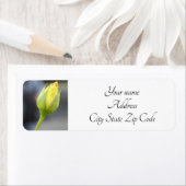 Gelbes Rosenknospe-Foto (Insitu)