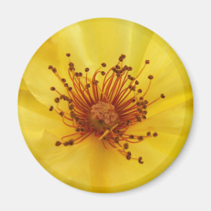 Gelbes Rosenmagnet Magnet