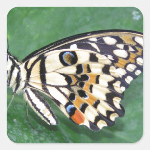 Gelbes Schwarzes und Weiß-Schmetterling auf der li Quadratischer Aufkleber