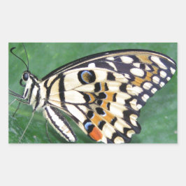 Gelbes Schwarzes und Weiß-Schmetterling auf der li Rechteckiger Aufkleber