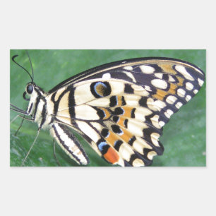 Gelbes Schwarzes und Weiß-Schmetterling auf der li Rechteckiger Aufkleber