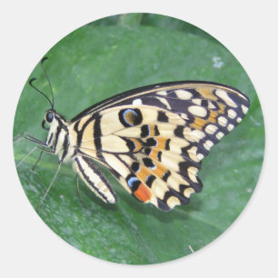 Gelbes Schwarzes und Weiß-Schmetterling auf der li Runder Aufkleber