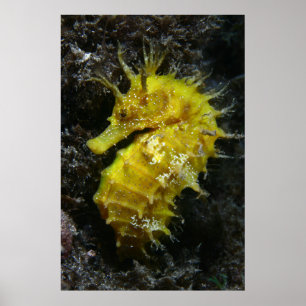 Gelbes Seepferd Hippocampus Guttulatus Poster
