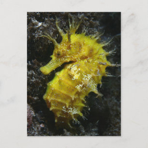 Gelbes Seepferd Hippocampus Guttulatus Postkarte
