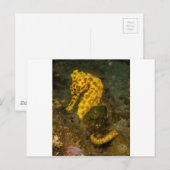 Gelbes Seepferd Postkarte (Vorne/Hinten)