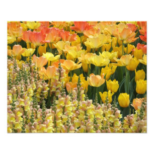 Gelbes Snapdragons und Tulpen 20" x 16" Druck