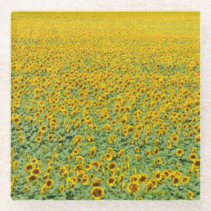 Gelbes Sonnenblume-Feld Glasuntersetzer