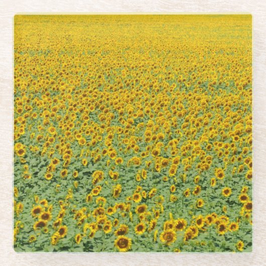 Gelbes Sonnenblume-Feld Glasuntersetzer (Vorderseite)