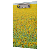 Gelbes Sonnenblume-Feld Klemmbrett (Links)