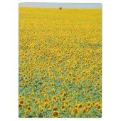 Gelbes Sonnenblume-Feld Klemmbrett (Rückseite)