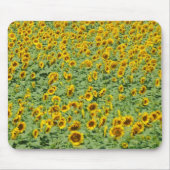 Gelbes Sonnenblume-Feld Mousepad (Vorne)