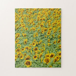 Gelbes Sonnenblume-Feld Puzzle