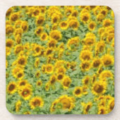 Gelbes Sonnenblume-Feld Untersetzer (Vorderseite)