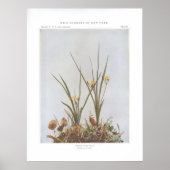 Gelbes Sterngras - Hypoxis hirsuta Poster (Vorne)