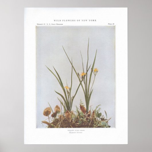 Gelbes Sterngras - Hypoxis hirsuta Poster (Vorne)