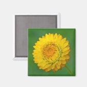 Gelbes Strawflower Square Magnet (Vorderseite/Rückseite)