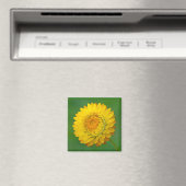 Gelbes Strawflower Square Magnet (In Situ (Geschirrspüler))
