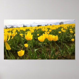 Gelbes Tulip Feld, Oregon Poster