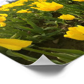 Gelbes Tulip Feld, Oregon Poster (Ecke)