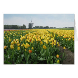Gelbes Tulpe-Blumen-Feld und Windmühle in Holland