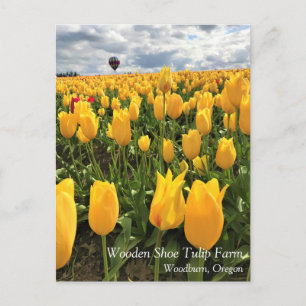 Gelbes Tulpenfeld mit Heißluftballon-Postkarte Postkarte